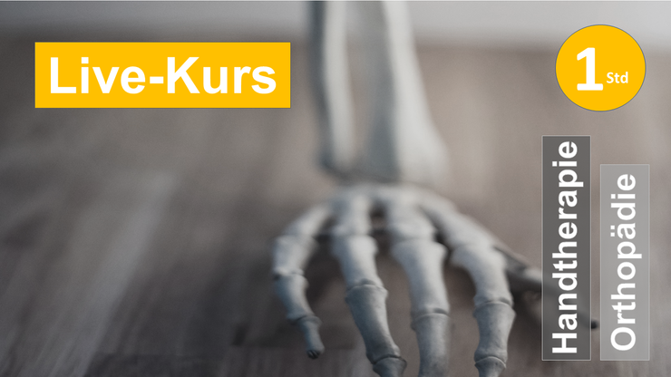 Sie sehen eine Skeletthand im Handgelenkstütz als Assoziation zum Webseminar zu Handgelenksproblematiken im Handgelenksübergang für Ergotherapie + Physiotherapie in der Rehabilitation von Handtherapie und Orthopädie in Klinik + Praxis